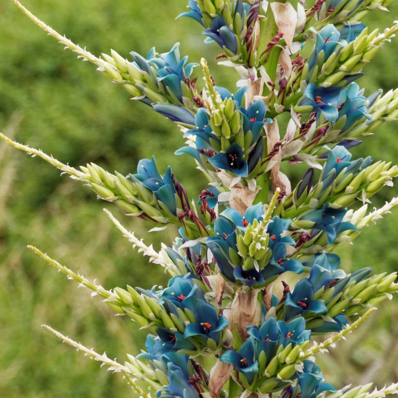 Puya alpestris - Chagual, plante mange-mouton (Floraison)