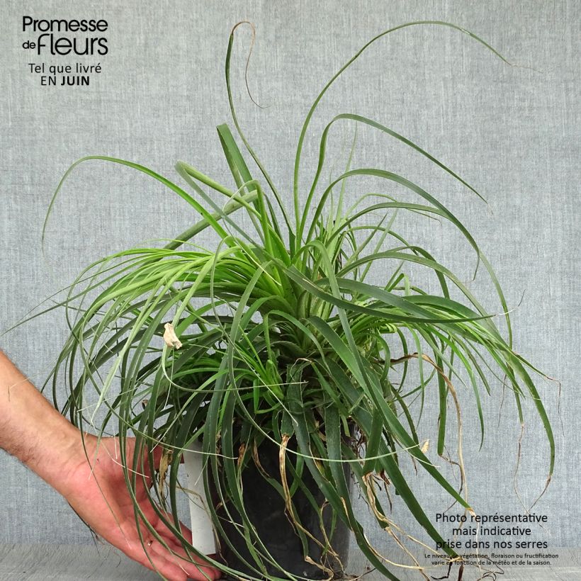 Spécimen de Puya alpestris - Chagual, plante mange-mouton Pot de 2L/3L tel que livré en été