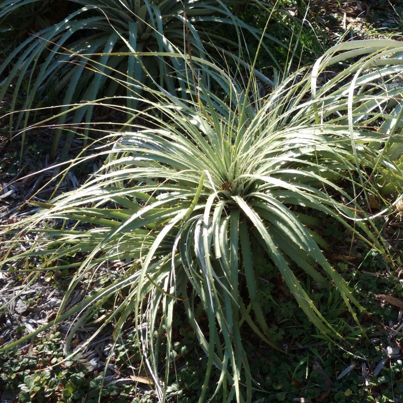 Puya berteroniana (Feuillage)