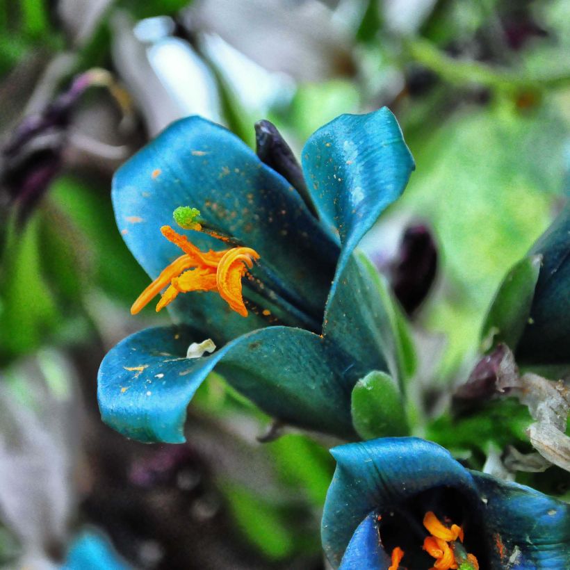 Puya berteroniana (Floraison)
