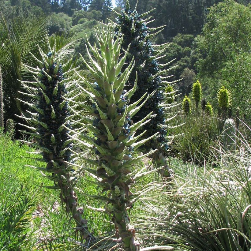 Puya berteroniana (Port)