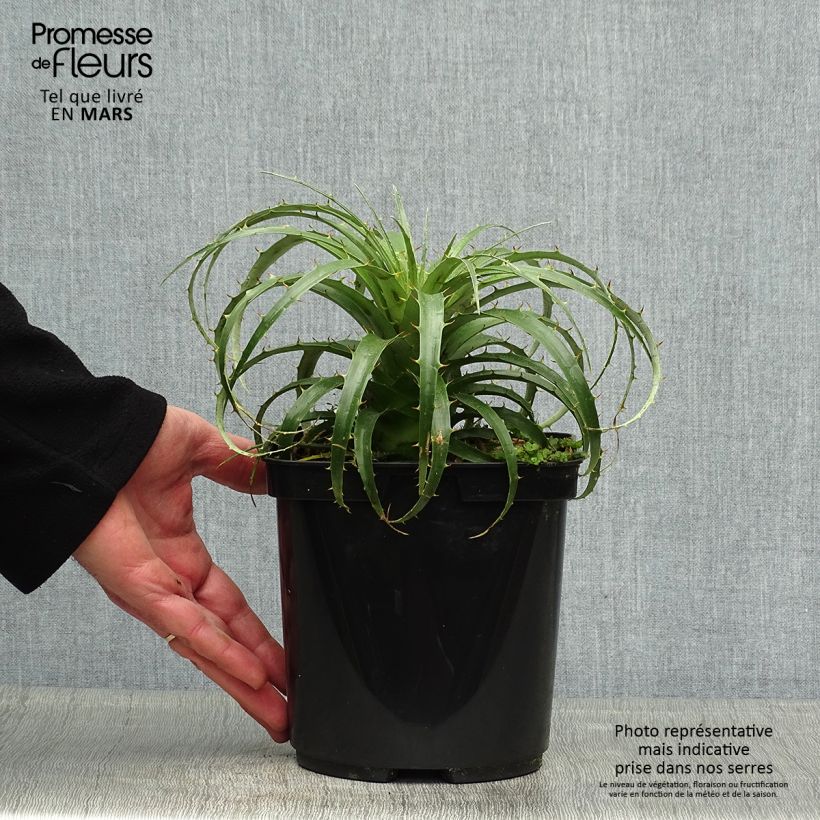 Spécimen de Puya berteroniana Pot de 3L tel que livré au printemps