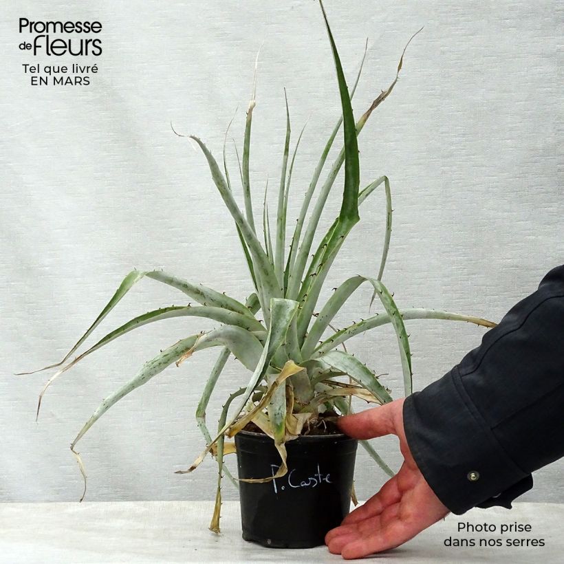 Spécimen de Puya castellanosii  Pot de 12 cm tel que livré au printemps