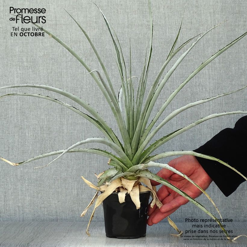 Spécimen de Puya castellanosii  Pot de 12 cm / 13 cm tel que livré en automne