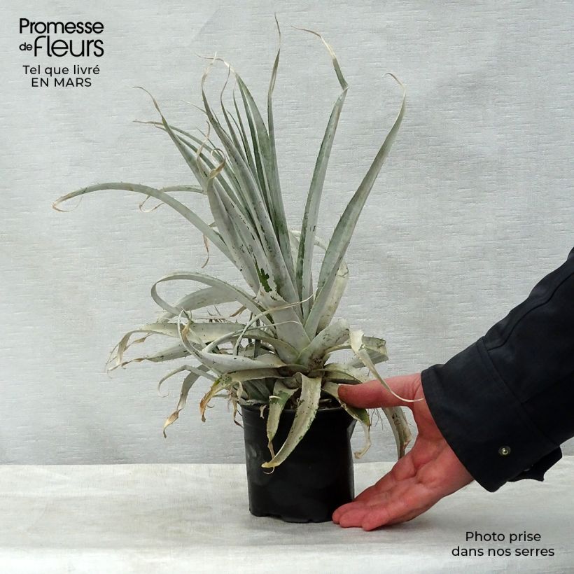 Spécimen de Puya harmsii - Chagual Pot de 12 cm tel que livré au printemps