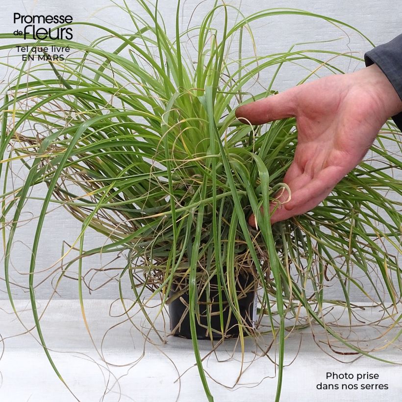 Spécimen de Puya mirabilis - Chagual en pot de 12 cm tel que livré au printemps