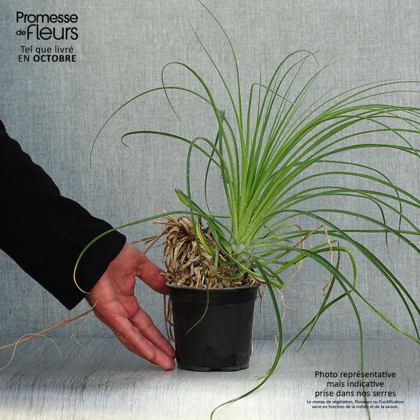 Spécimen de Puya mirabilis - Chagual  Pot de 12 cm / 13 cm tel que livré en automne