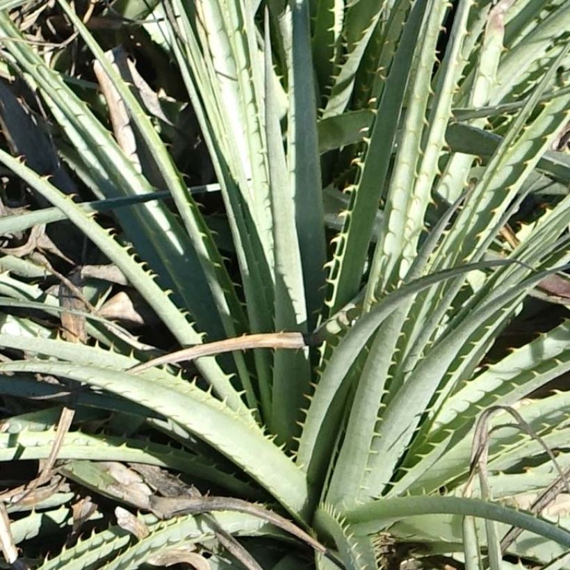 Puya venusta - Chagual (Feuillage)