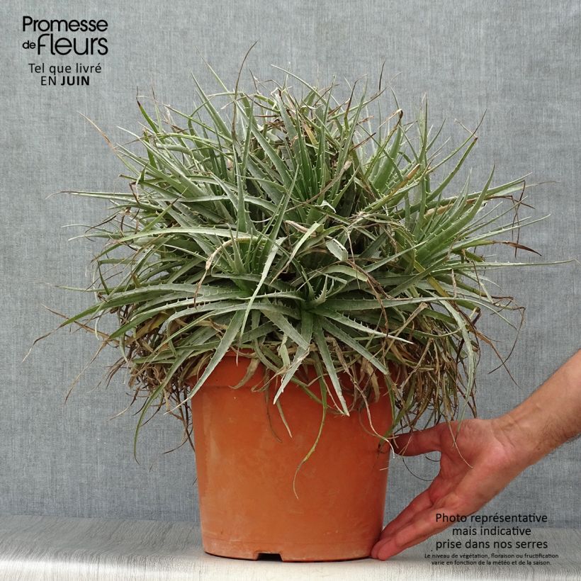 Spécimen de Puya venusta - Chagual Pot de 7,5L/10L tel que livré en été