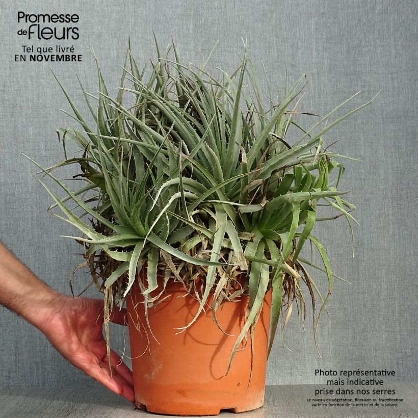 Spécimen de Puya venusta - Chagual tel que livré en automne