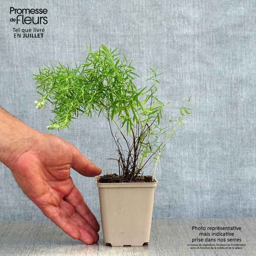 Spécimen de Pycnanthemum flexuosum - Menthe des montagnes Godet de 8/9 cm tel que livré en été