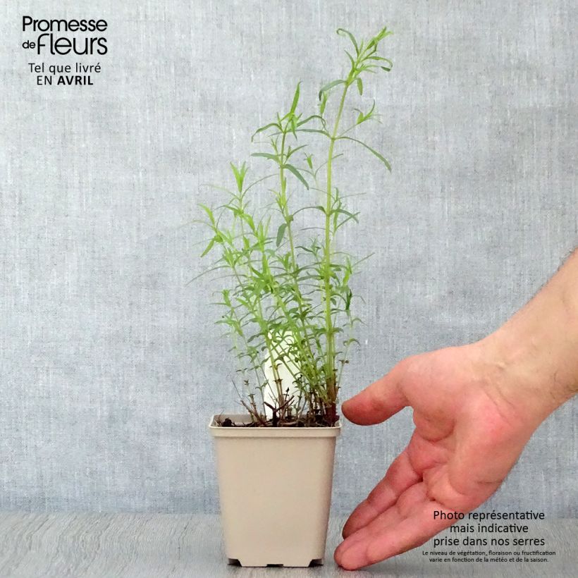 Spécimen de Pycnanthemum flexuosum - Menthe des montagnes Godet de 8/9 cm tel que livré au printemps