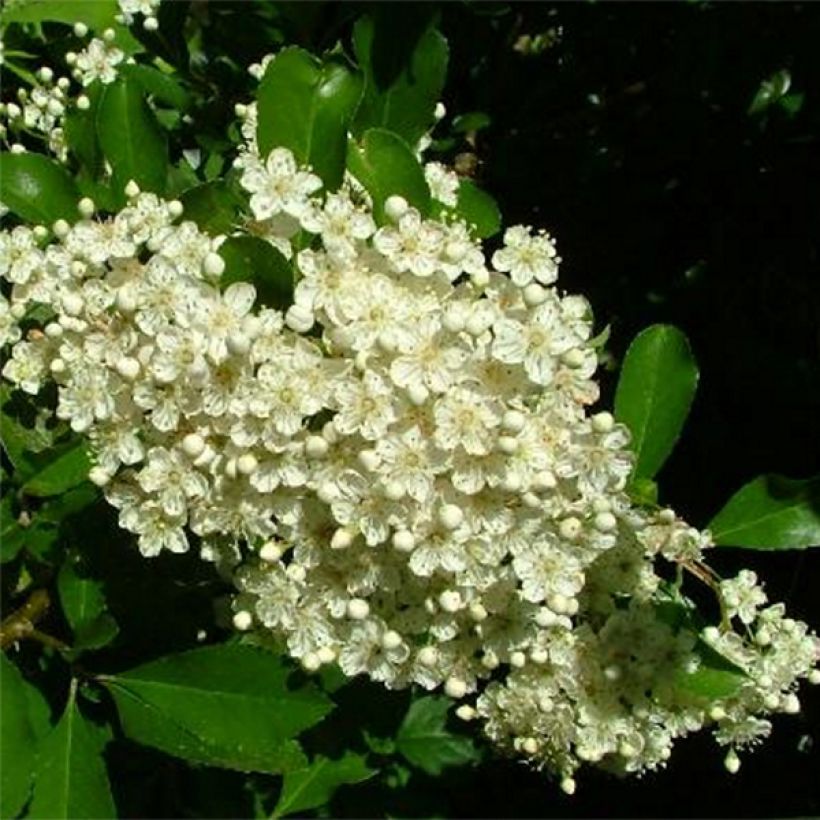 Pyracantha Golden Charmer - Buissont ardent (Floraison)