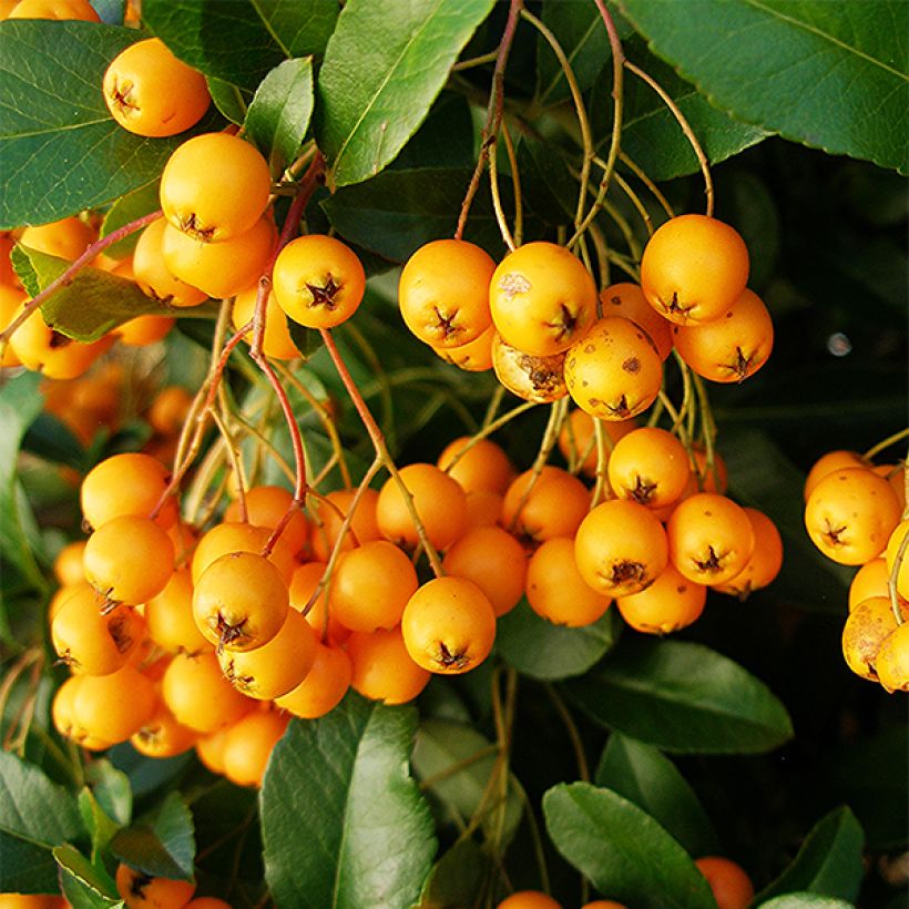 Pyracantha Golden Charmer - Buissont ardent (Récolte)