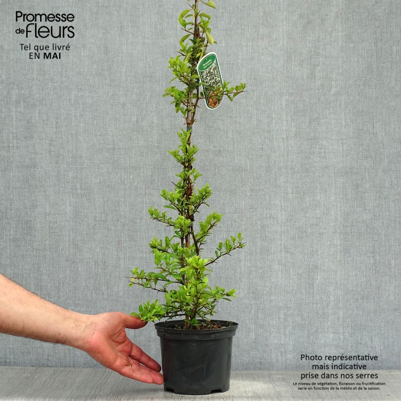 Spécimen de Pyracantha Golden Charmer - Buissont ardent Pot de 2L/3L tel que livré au printemps