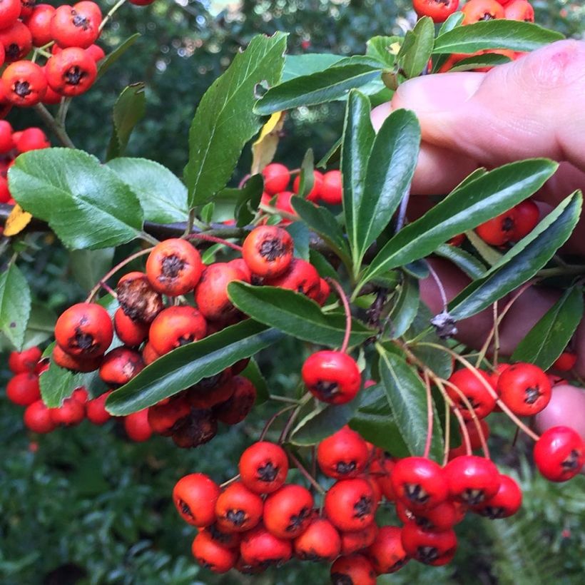 Pyracantha Mohave - Buisson ardent  (Feuillage)