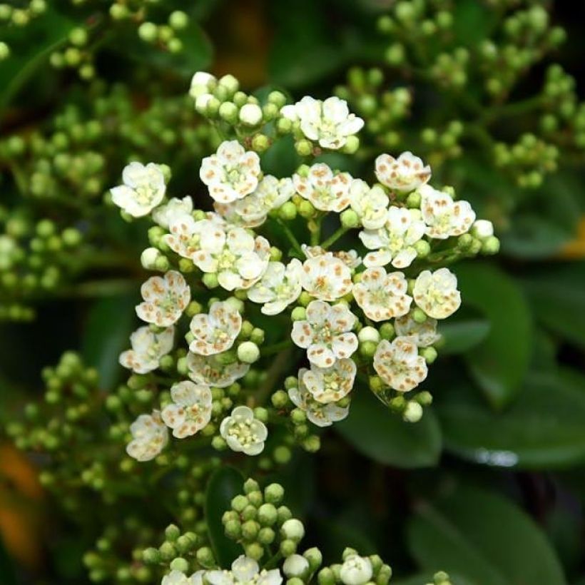 Pyracantha Mohave - Buisson ardent  (Floraison)