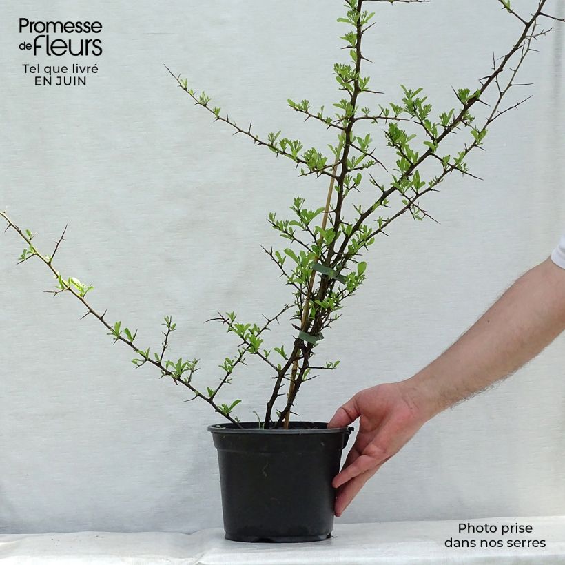 Spécimen de Pyracantha Orange Glow - Buisson ardent  Pot de 2L/3L tel que livré en été