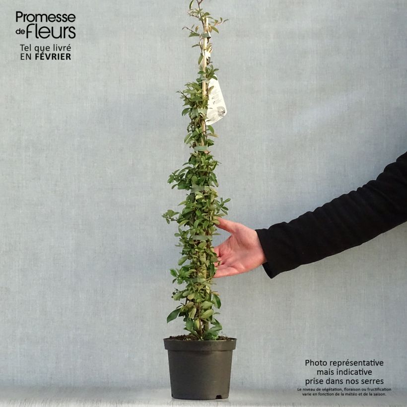 Spécimen de Pyracantha Orange Glow - Buisson ardent  tel que livré en hiver