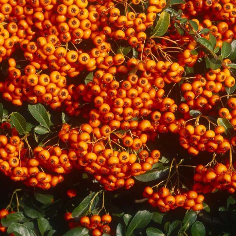 Pyracantha SAPHYR Orange - Buisson ardent (Récolte)
