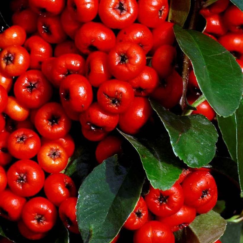 Pyracantha SAPHYR Rouge - Buisson ardent (Feuillage)