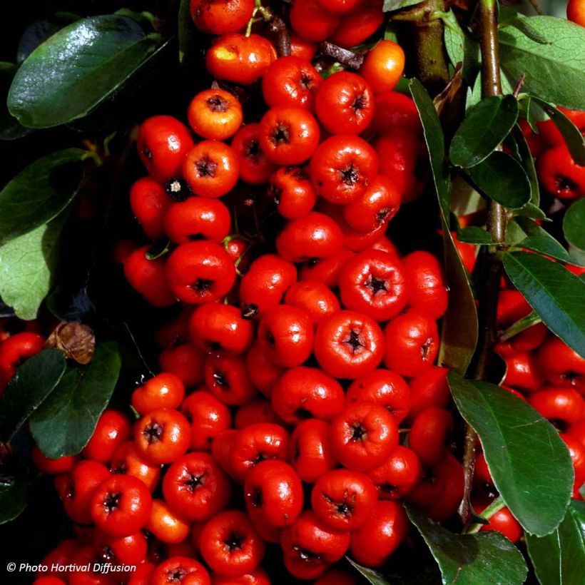 Pyracantha SAPHYR Rouge - Buisson ardent (Récolte)