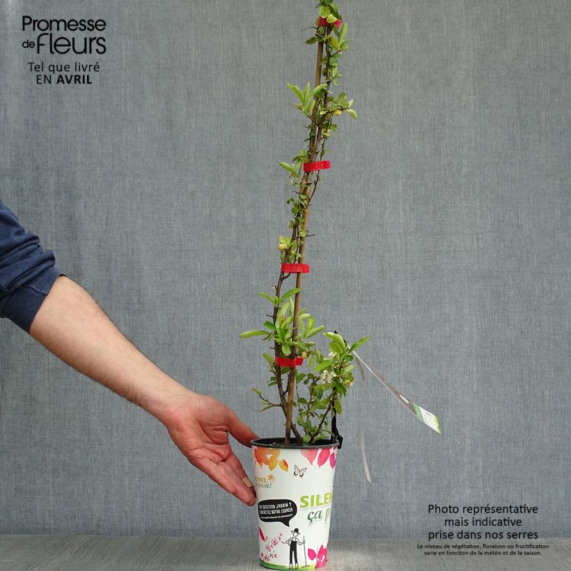 Spécimen de Pyracantha SAPHYR Rouge - Buisson ardent en pot de 2/3L tel que livré au printemps
