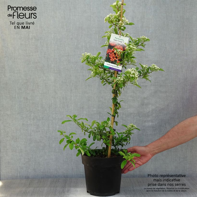 Spécimen de Pyracantha SAPHYR Orange - Buisson ardent Pot de 6L/7LHauteur livrée env. 100/+cm tel que livré au printemps