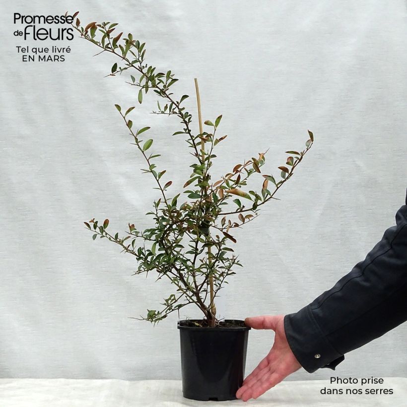 Spécimen de Pyracantha Soleil d'or - Buisson ardent tel que livré au printemps