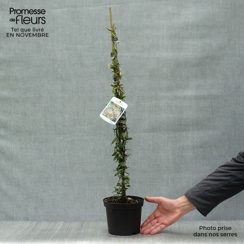 Spécimen de Pyracantha Soleil d'or - Buisson ardent tel que livré en automne