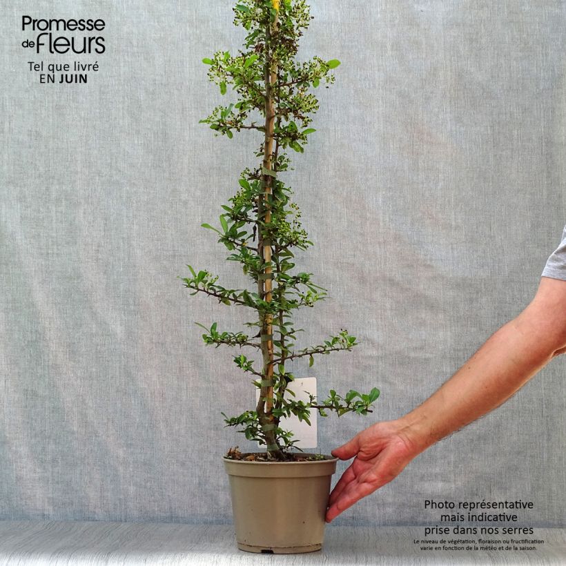 Spécimen de Pyracantha Soleil d'or - Buisson ardent Pot de 2L/3L tel que livré en été