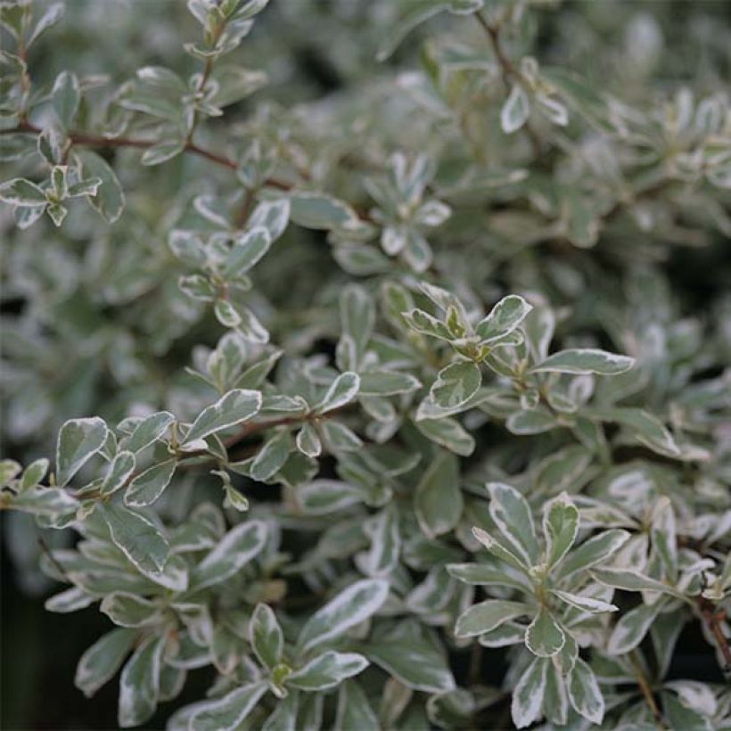 Pyracantha Sparkler (Feuillage)