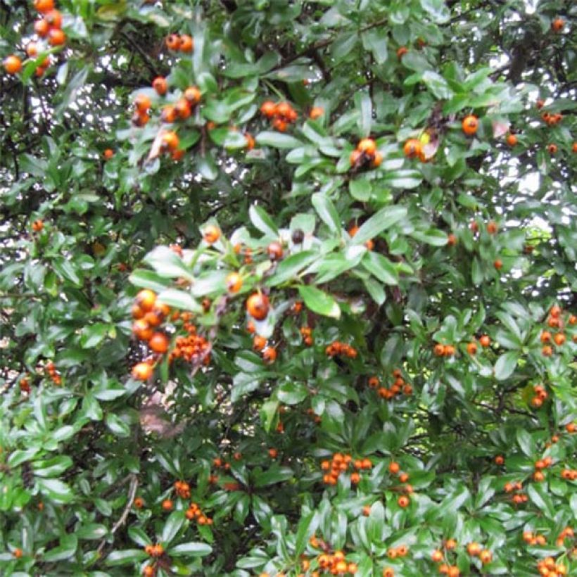 Pyracantha Teton - Buisson ardent (Port)