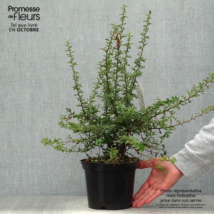 Spécimen de Pyracantha Teton - Buisson ardent tel que livré en automne