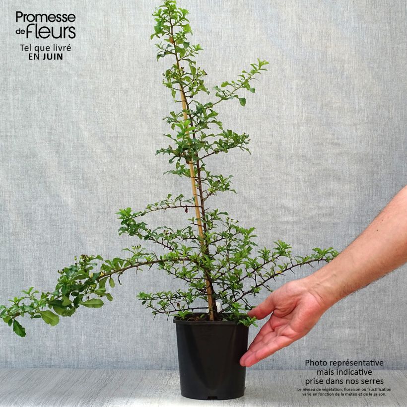 Spécimen de Pyracantha Teton - Buisson ardent Pot de 2L/3L tel que livré en été