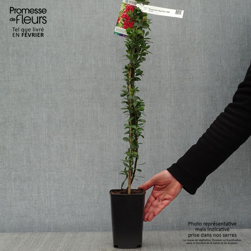 Spécimen de Pyracantha coccinea Red Star - Buisson ardent tel que livré en hiver