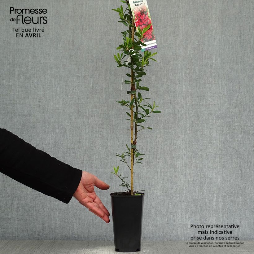 Spécimen de Pyracantha coccinea Red Star - Buisson ardent Pot de 2L/3L tel que livré au printemps