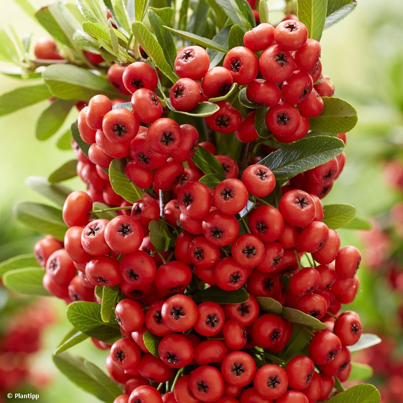 Pyracantha coccinea Red Star - Buisson ardent (Récolte)