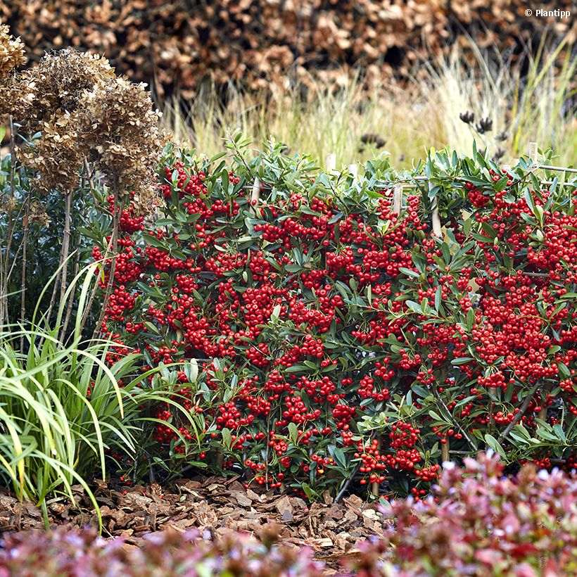 Pyracantha coccinea Red Star - Buisson ardent (Port)