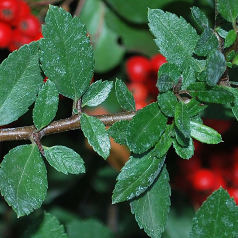 Pyracantha coccinea Red Column - Buisson ardent Red Column (Feuillage)