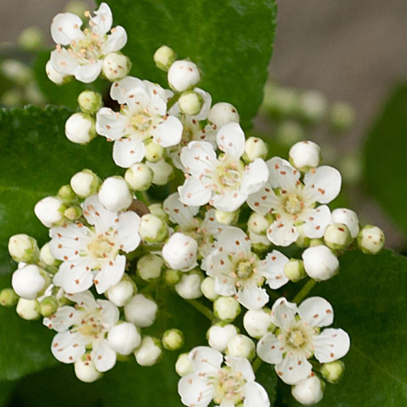 Pyracantha coccinea Red Column - Buisson ardent Red Column (Floraison)