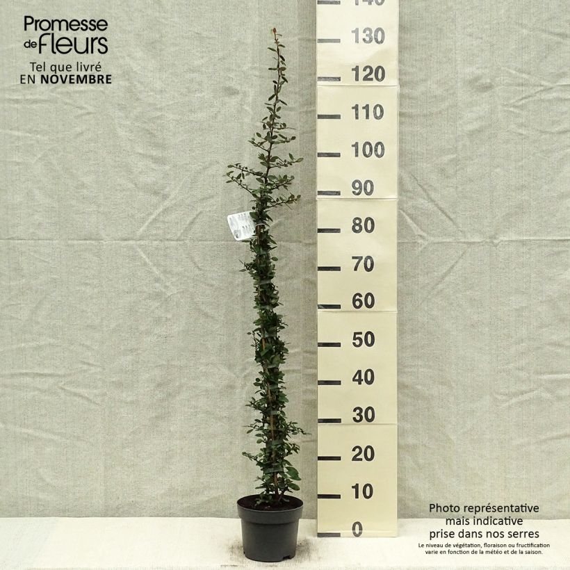 Spécimen de Pyracantha coccinea Red Column - Buisson ardent Red Column Pot de 2L/3L tel que livré en automne