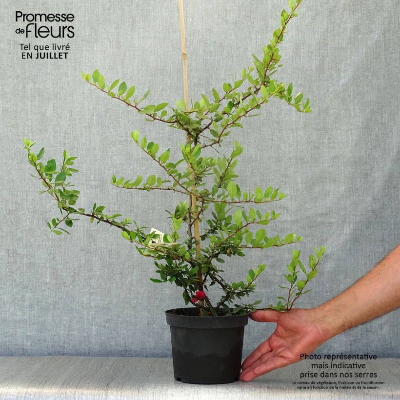 Spécimen de Pyracantha coccinea Red Column - Buisson ardent Red Column Pot de 2L/3L tel que livré en été