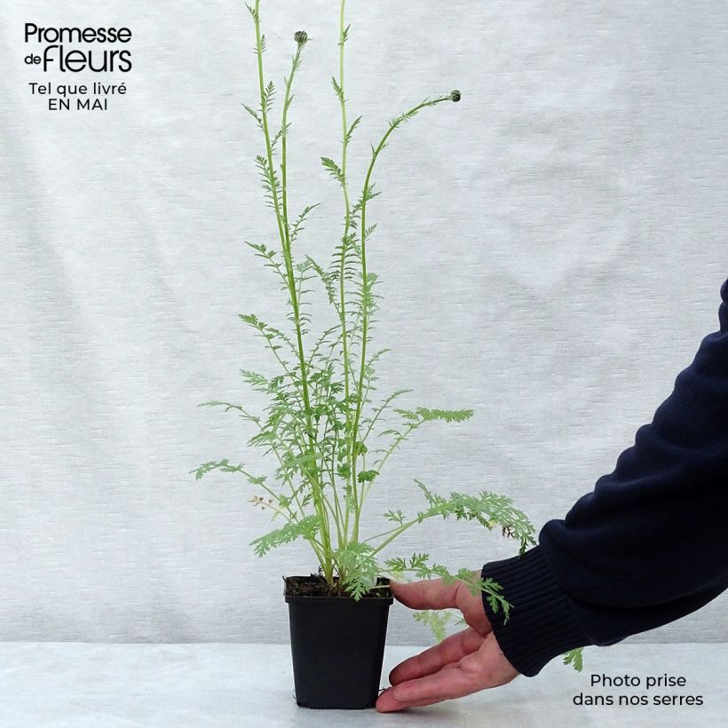 Spécimen de Pyrèthre Robinson Rose -Tanacetum coccineum Godet de 9cm tel que livré au printemps