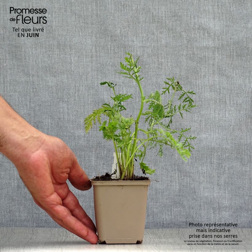 Spécimen de Pyrèthre Robinson Rose -Tanacetum coccineum Godet de 8/9 cm tel que livré en été