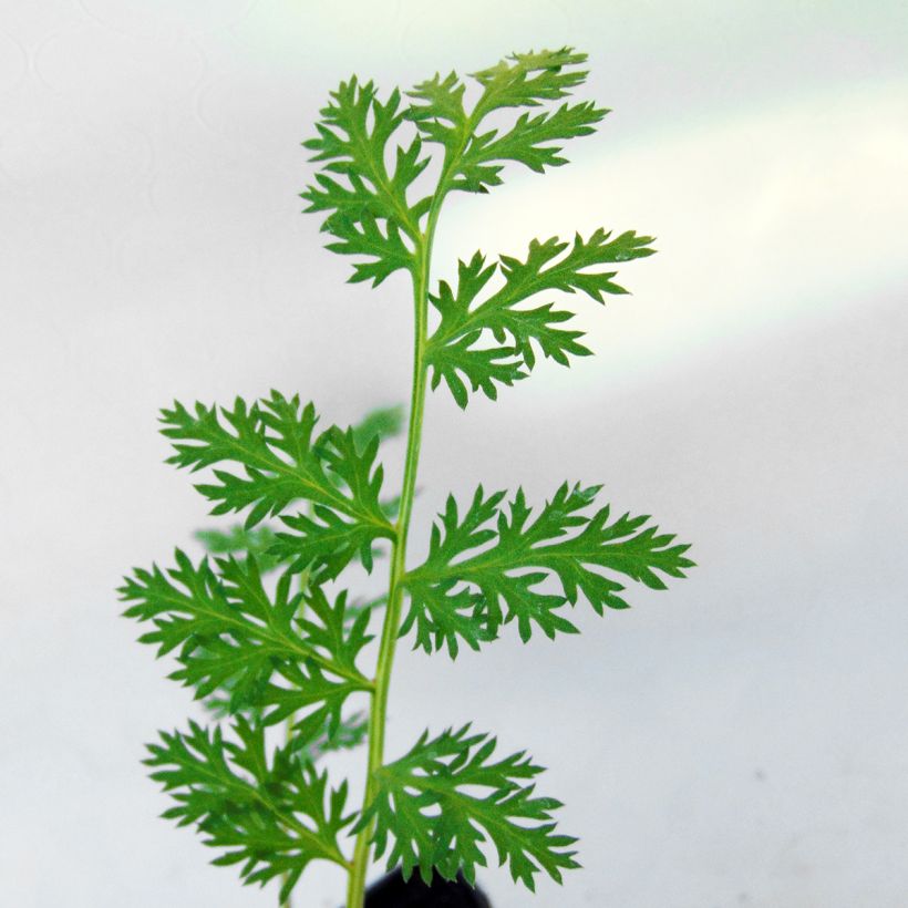 Pyrèthre Robinson's Red - Tanacetum coccineum (Feuillage)