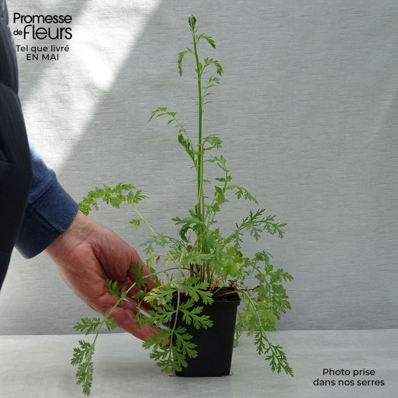 Spécimen de Pyrèthre Robinson's Red - Tanacetum coccineum Godet de 9cm tel que livré au printemps