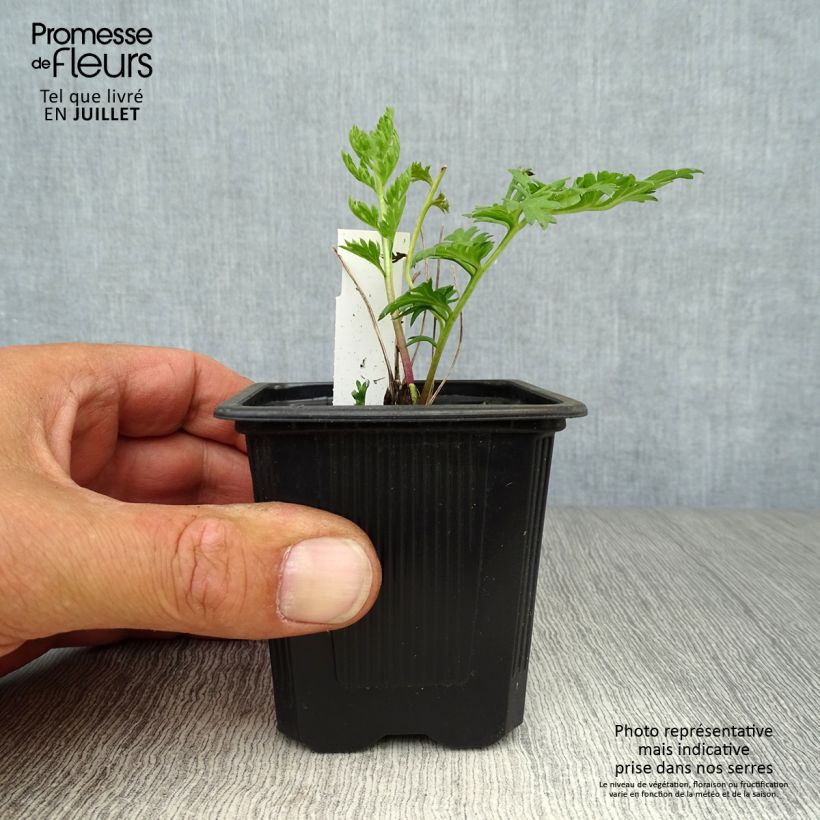 Spécimen de Pyrèthre Robinson's Red - Tanacetum coccineum Godet de 8/9 cm tel que livré en été