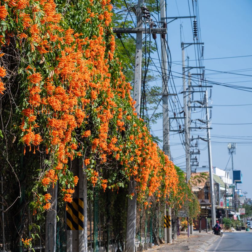 Pyrostegia venusta - Liane aurore, liane de feu (Port)