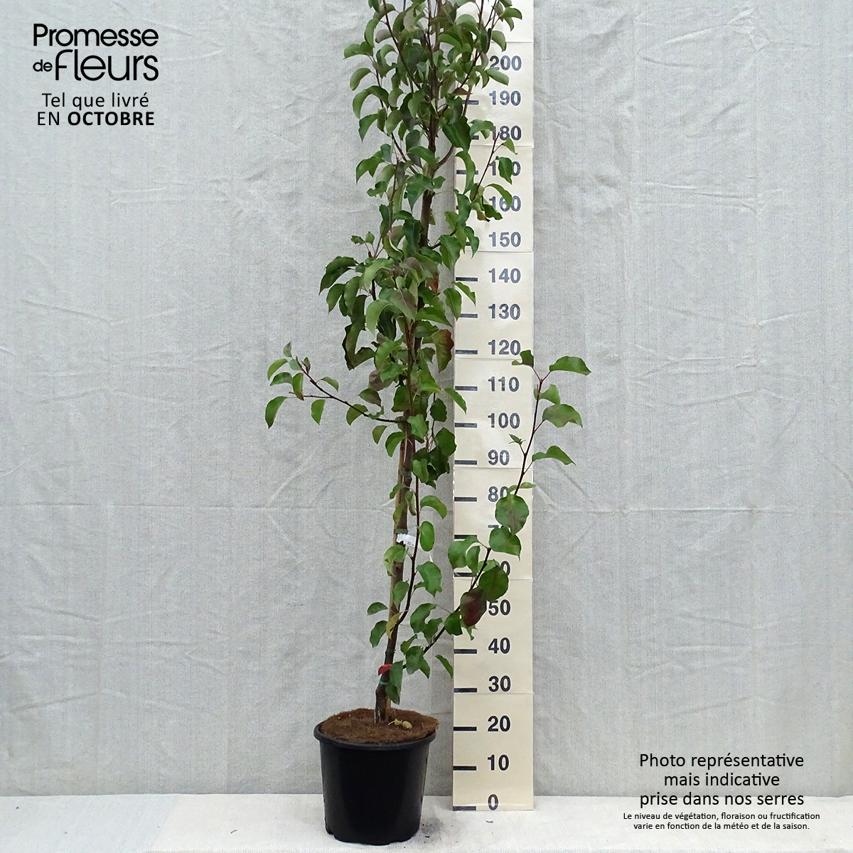 Pyrus calleryana Chanticleer Poirier d'ornement à fruits décoratifs — free download